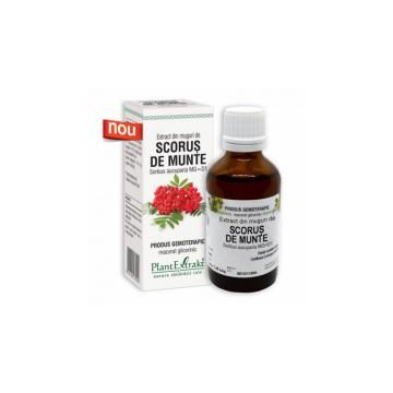 Extract din muguri de scorus de munte 50ml PLANTEXTRAKT