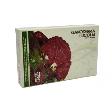 Ganoderma lucidum 24cps - XIANZHILOU BIOLOGICAL